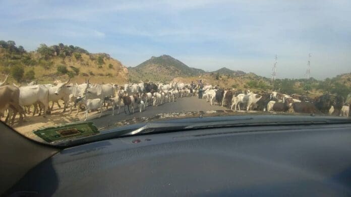 Herd of longhorn African cattle numbering more than 1,000 head passing down a highway in Adamawa State Nigeria, September 2019. Herds like this block highways and roads in most states of the Middle Belt and northern Nigeria. credit Lawrence Ikeh.