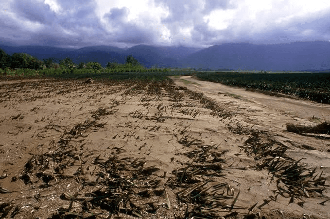 Corn farm on bank of  Benue River in Kogi State showing signs of sand deposits. Source: Kogi State Ministry of Environment.