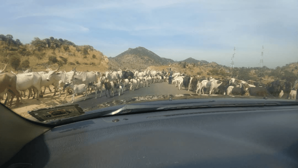 Thousands of cattle block a highway in Adamawa State on their migration from north to south. Photo By Lawrence Ikeh.
