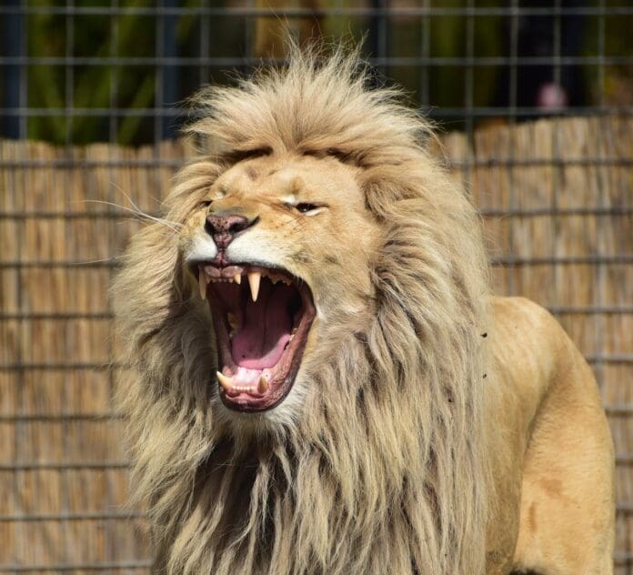 Photo of a lion roaring inside an unknown zoo. Photo via Pexels.