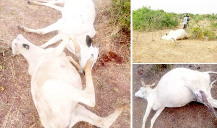 Some of the cows killed by bandits in Plateau State on Tuesday. Photo credit: Daily Trust