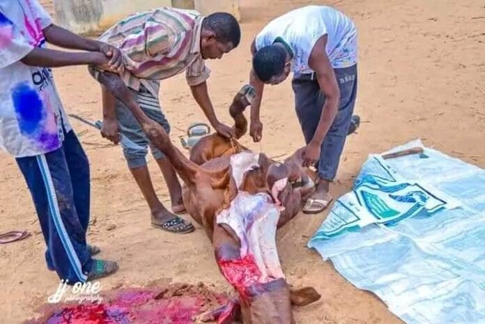 Governor Buni's men slaughtering cow for prayers. Photo credit: Zagazola Makama.