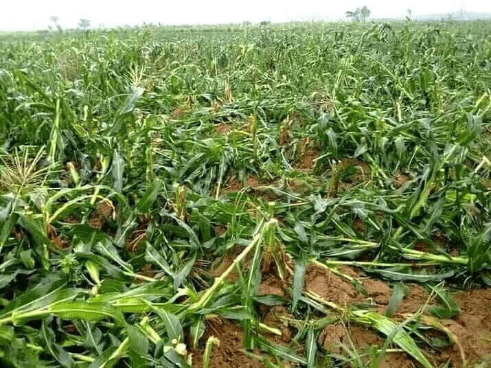 Destroyed corn crop in Plateau State after grazing by herd. credit: Lawrence Zongo.