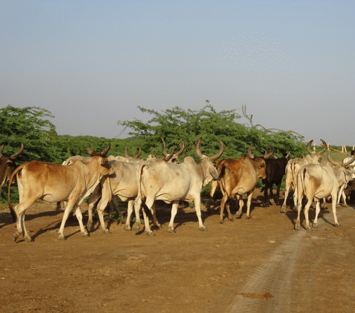 Cattle herds from unknown location. Photo via Pixabay.