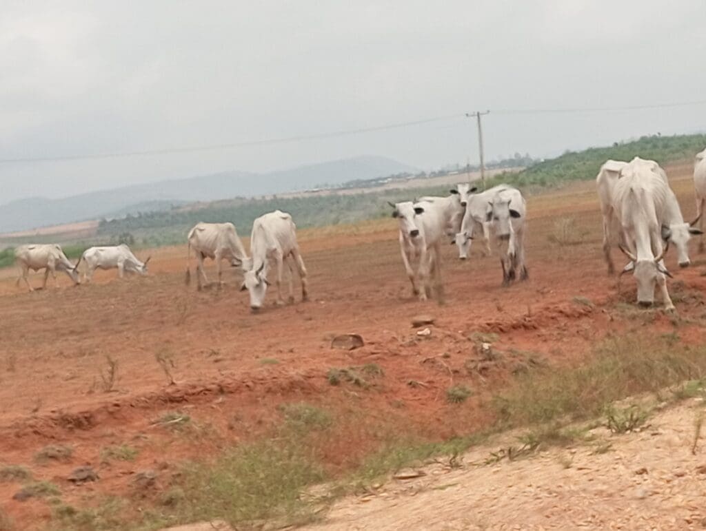 The cattle 4-year old Marvelous saw that prompted her alarm. Credit: Steven Kefas.
