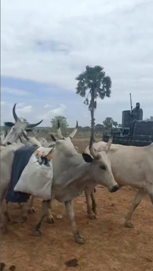 military trucks guard cattle herds in Mangu. Video screenshot by TruthNigeria. 