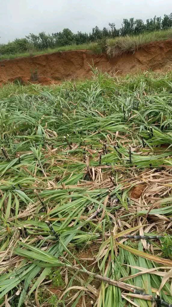 A sugarcane farm despoiled in Mushere by terrorists. Credit Dorcas Ryemshak 