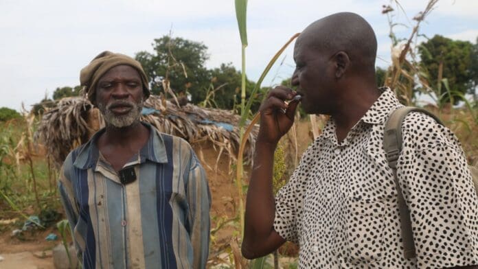 Thanko Adamu, 52, left, displaced farmer from Ugom, visit the outskirt Ugom Monday, to glean on what has been left of his crops after Fulani Herdsmen invaded the village, kidnapped residents and herded their cattle to graze on crops. He is being interviewed by Luka Binniyat, right,TruthNigeria reporter, Monday (Credit: Luka Binniyat).