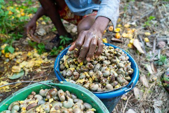 Farmer sorting out cashew. Picture Courtesy: Egbe Mekun Media.